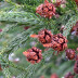 Folhas e cones femininos