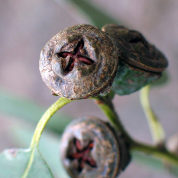 <em>Mus musculus</em> (Linnaeus, 1758)