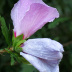 Floração