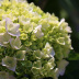 Pormenor das flores