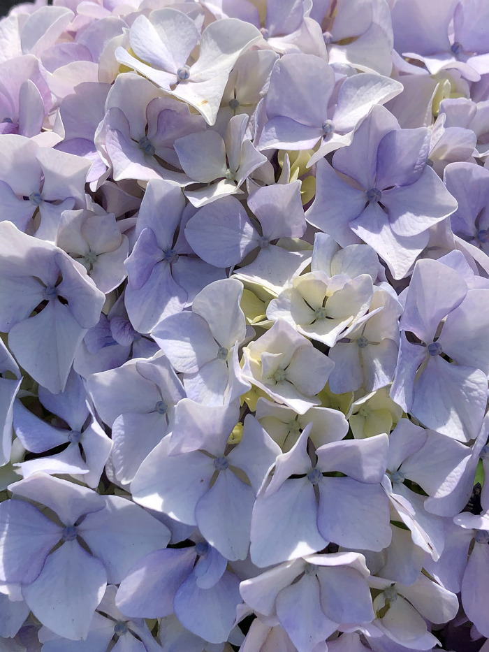 Pormenor das flores