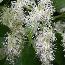 Em frutificação (gálbulas)