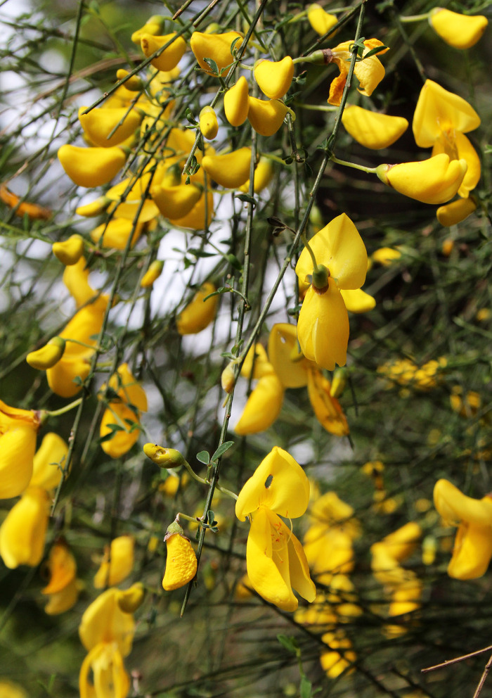 Em floração