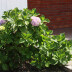 Pormenor das flores