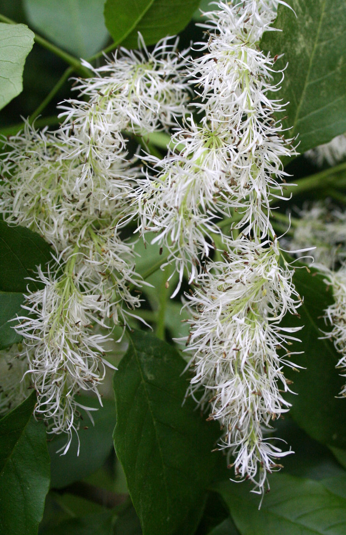 Pormenor das flores