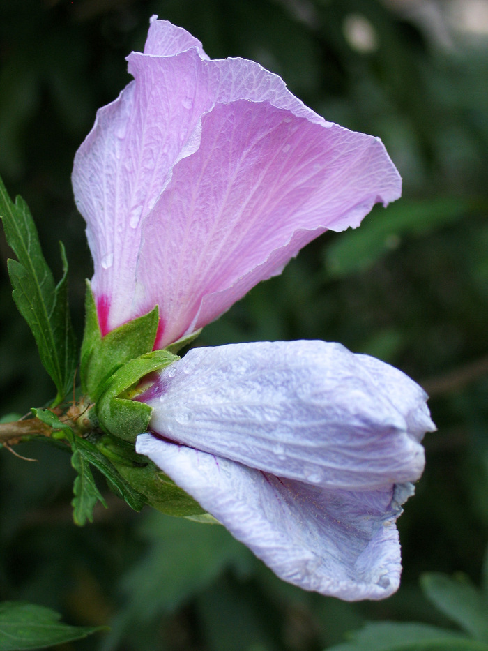 Floração