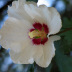 Floração