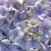 Pormenor das flores