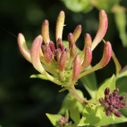 <em>Lonicera periclymenum </em>L.