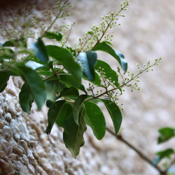 Início da floração