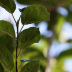 Fruto (maçã)