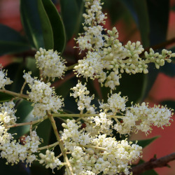 Tipo de inflorescência