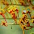 <em>Grevillea robusta </em>A.Cunn. ex R.Br.