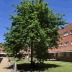 <em>Quercus robur</em> L.