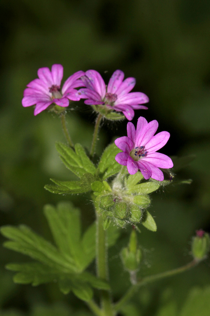 Pormenor das flores