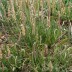 <em>Plantago coronopus</em> L.