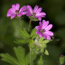 Pormenor das flores