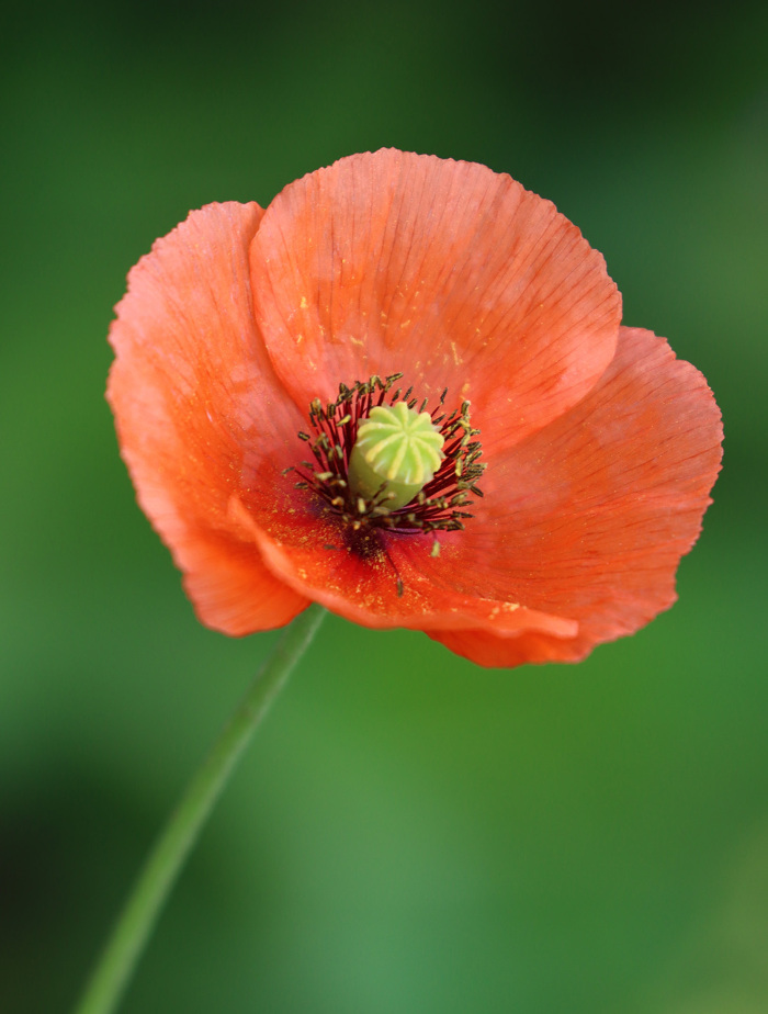 Pormenor da flor