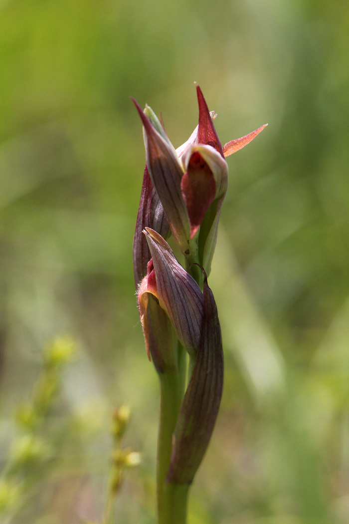 Pormenor da flor