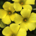 Pormenor das flores