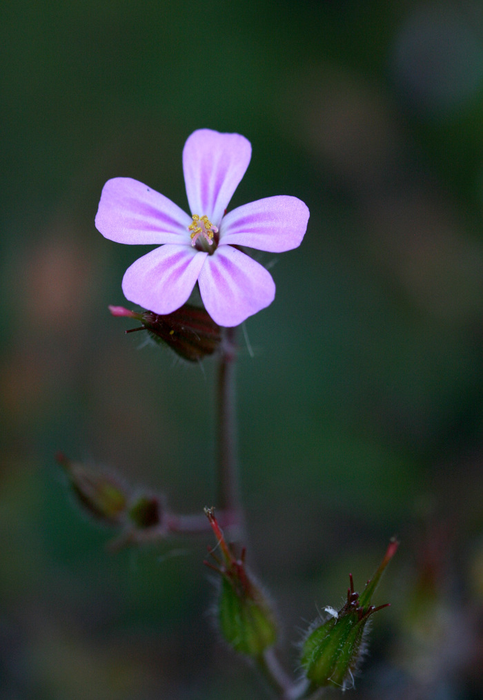Pormenor da flor
