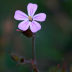 Pormenor da flor