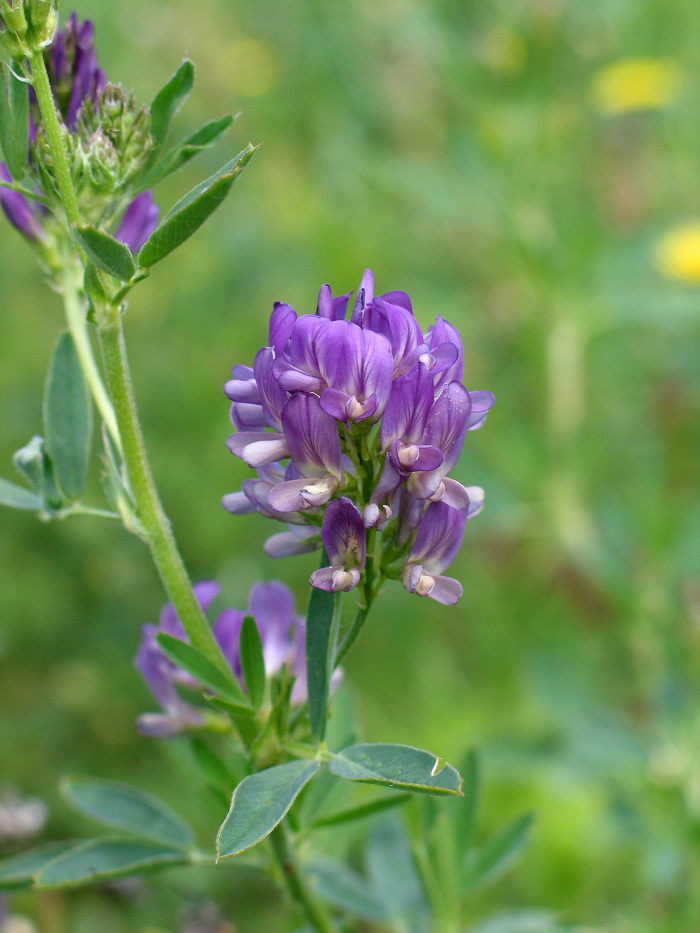 Pormenor da inflorescência