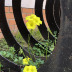 Pormenor das flores