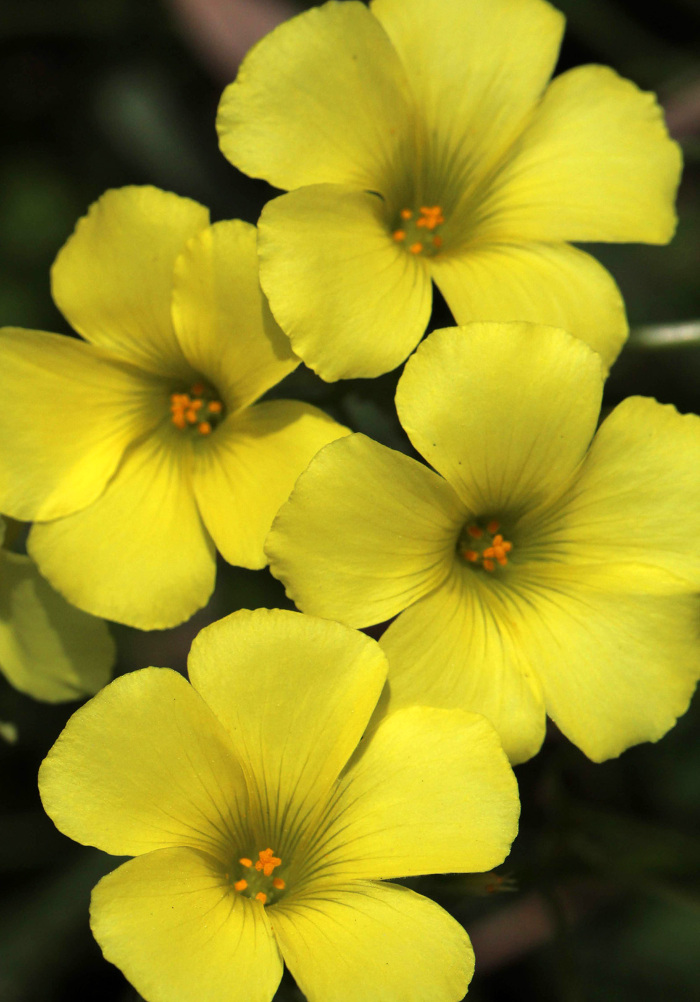 Pormenor das flores