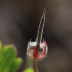 Pormenor das flores