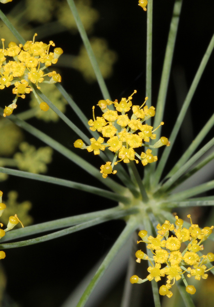 Pormenor das flores