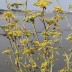 Pormenor das flores