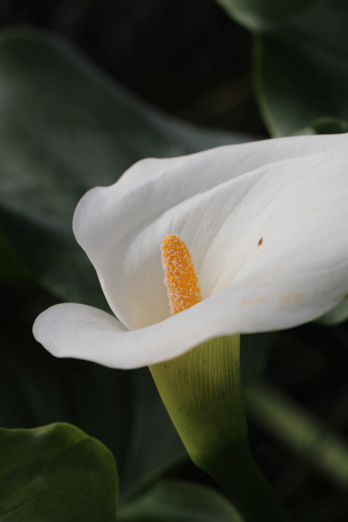 Pormenor da inflorescência