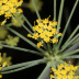 Pormenor das flores