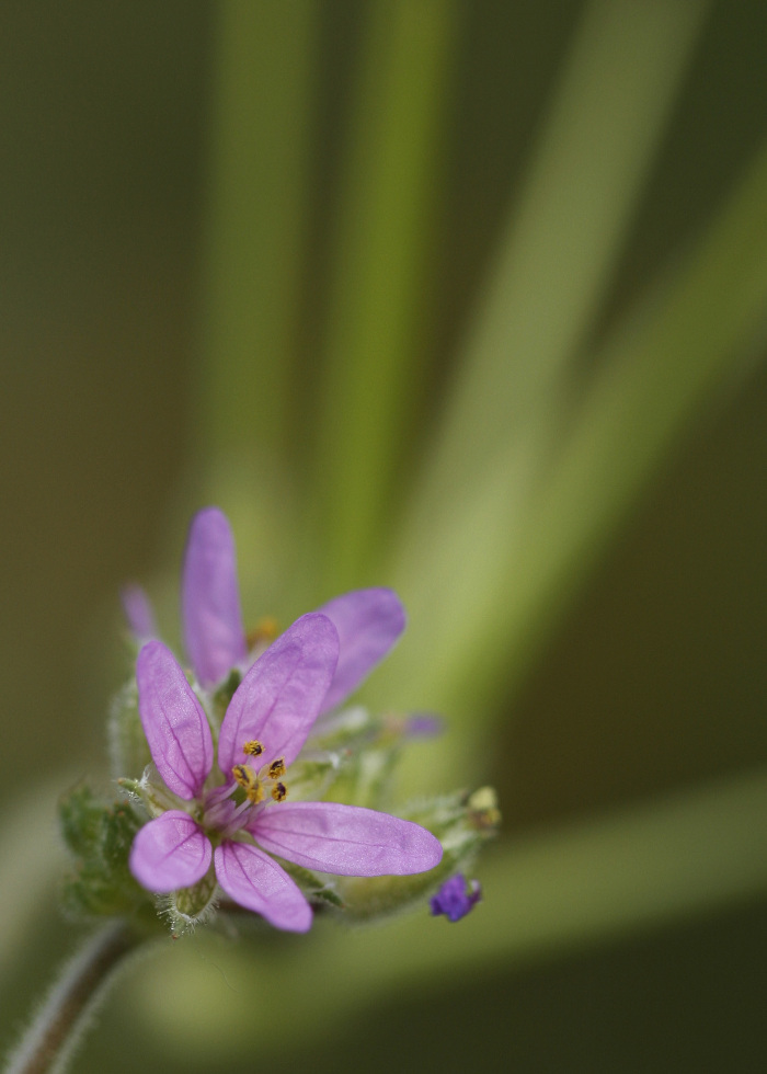Pormenor das flores