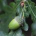 <em>Quercus robur</em> L.