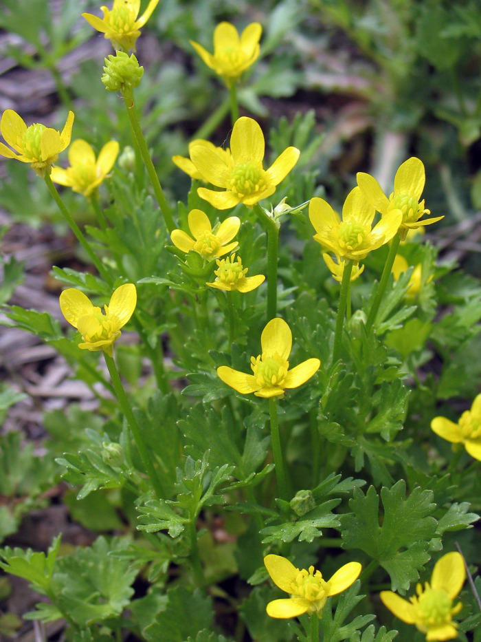 <em>Ranunculus muricatus </em>L.