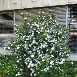 <em>Spiraea cantoniensis</em> Lour.