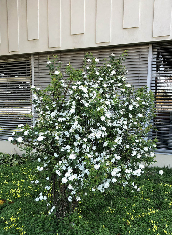<em>Spiraea cantoniensis</em> Lour.