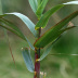 <em>Arundo donax</em> L. <span style="font-size:14px;"><strong><span style="color:#e67e22;">(invasora)</span></strong></span>