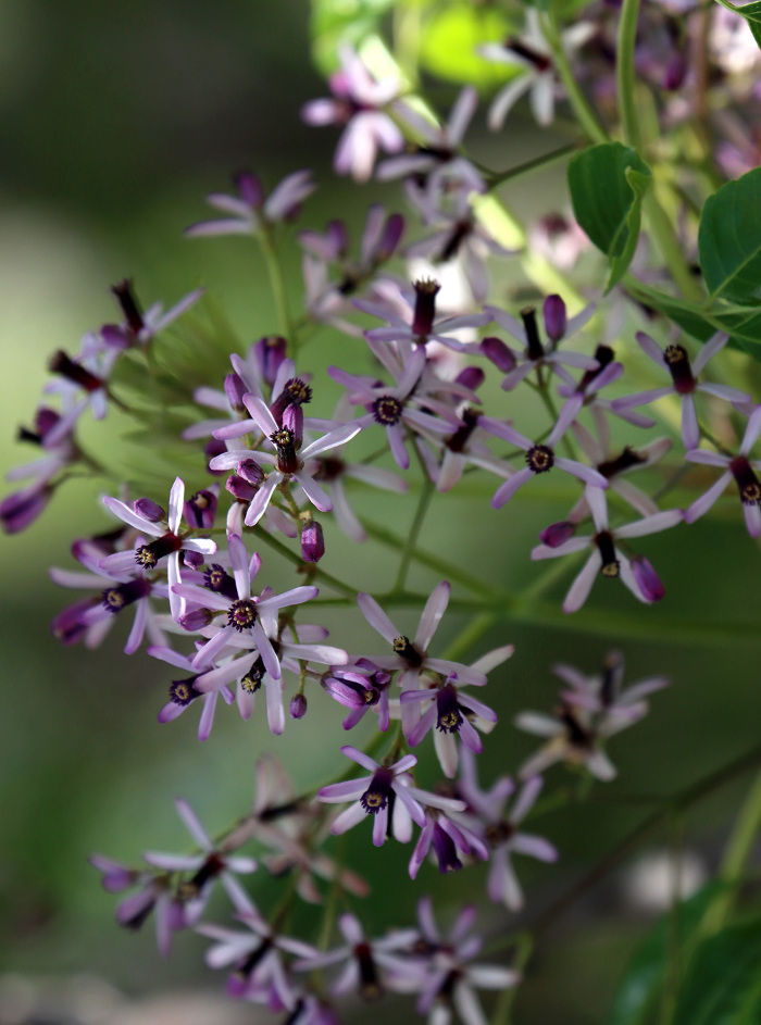 Pormenor das flores