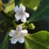 Pormenor das flores