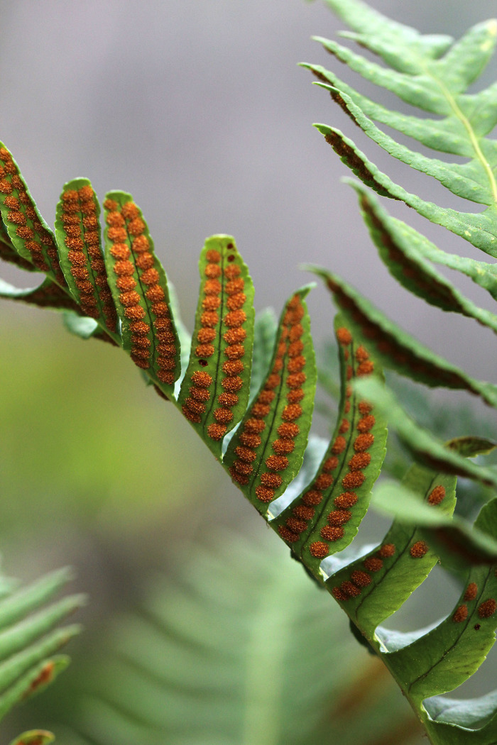Frondes férteis