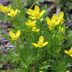 <em>Ranunculus muricatus </em>L.