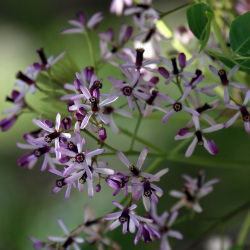 Início da floração