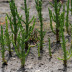 Salicornia na Marinha Santiago da Fonte