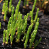 Salicornia na Marinha Santiago da Fonte