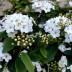 <em>Spiraea cantoniensis</em> Lour.