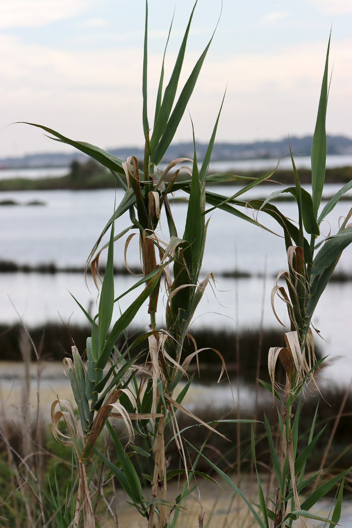 <em>Arundo donax</em> L. <span style="font-size:14px;"><strong><span style="color:#e67e22;">(invasora)</span></strong></span>