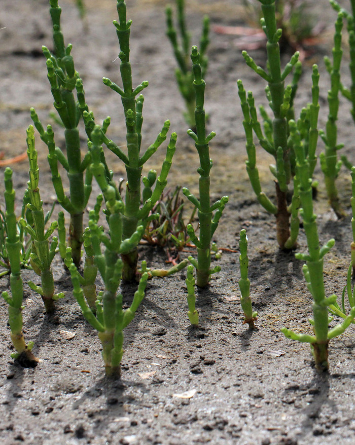 Salicornia na Marinha Santiago da Fonte